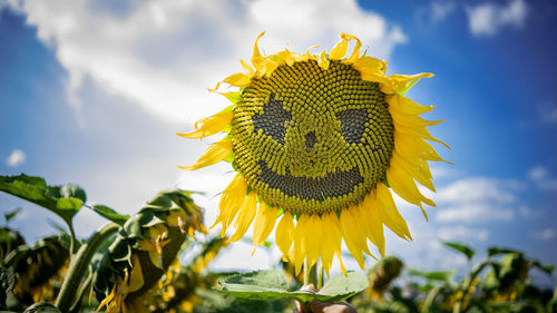 Close-up of sunflower against sky