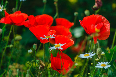 Close-up of red poppy flowers growing on field