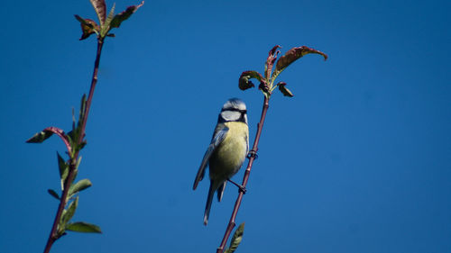 Low angle view of bird perching on plant against clear blue sky