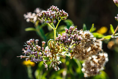 Close-up of purple flowering plant