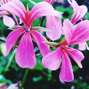 Close-up of fresh pink day lily blooming outdoors