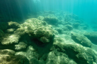 View of coral in sea