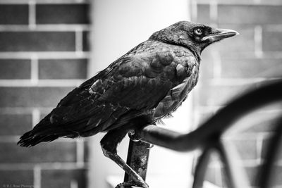 Close-up of bird perching on a fence