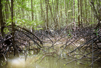 Trees in forest