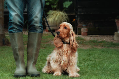 Low section of man with dog standing on grass