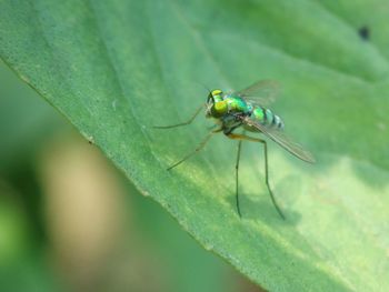 Close-up of housefly on leaf