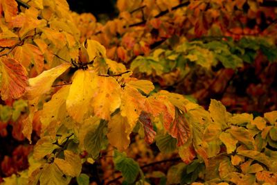 Close-up of yellow maple leaves during autumn