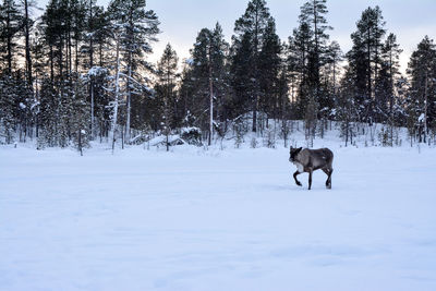 Dog on snow covered trees during winter