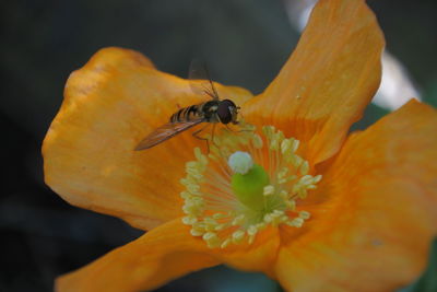 Close-up of insect on orange flower