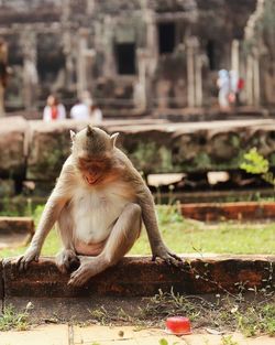 Monkey sitting outdoors