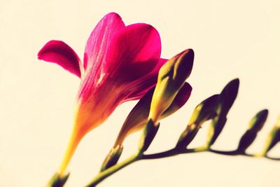 Close-up of flowers over white background