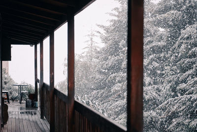 Plants seen through glass window during winter