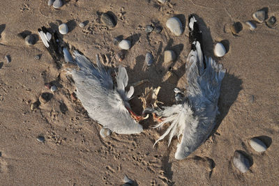 Close up of dead seagull on the beach. possible botulism poisoning, avian bird flu, or pollution
