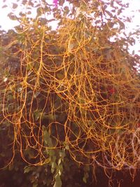 Full frame shot of branches