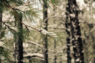 Close-up of fresh tree