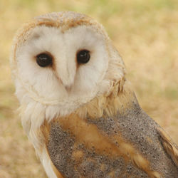Close-up portrait of owl on field