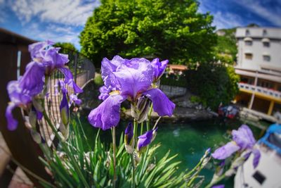 Close-up of purple flowers blooming outdoors