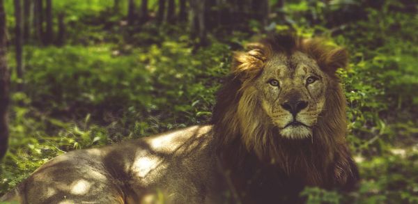 Portrait of male lion lying woodland