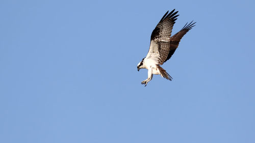 Osprey hovering