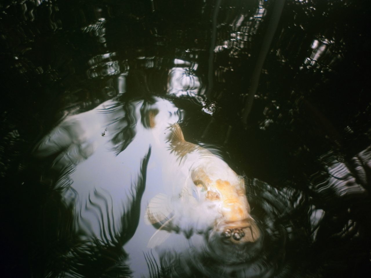 REFLECTION OF WOMAN SWIMMING IN LAKE