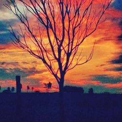 Silhouette of trees against dramatic sky