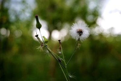 Close-up of dandelion on field