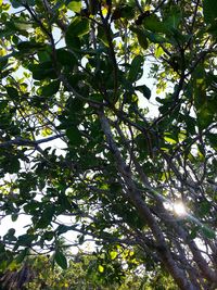 Low angle view of tree against sky