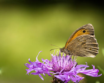 Close-up of butterfly pollinating on purple flower