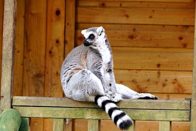 Lemur sitting on wood