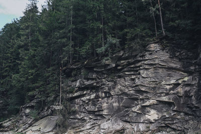 Trees in forest