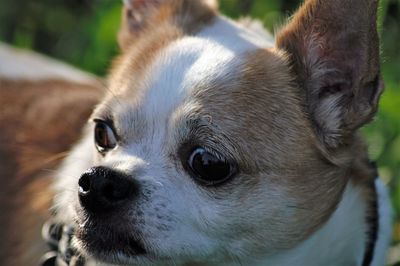 Close-up of chihuahua on field