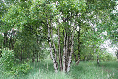 Trees in forest