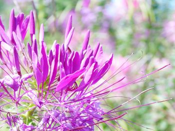 Close-up of pink flowers