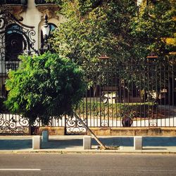Trees in city