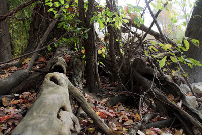 Close-up of tree roots in forest