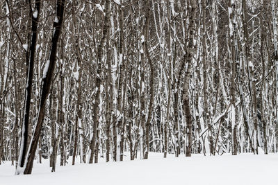 Full frame shot of tree trunk