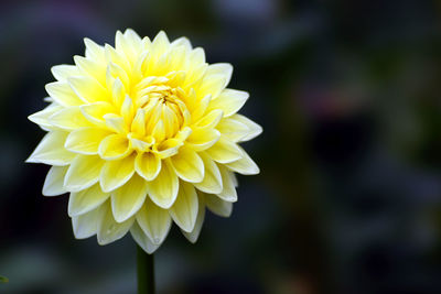 Close-up of yellow dahlia flower