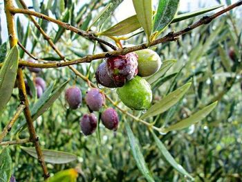 Close-up of fruit growing on tree