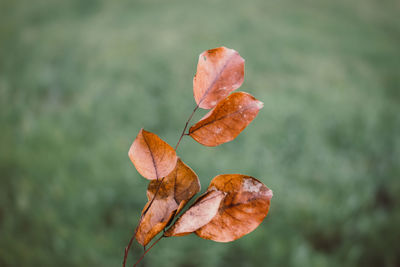 Close-up of autumn leaves