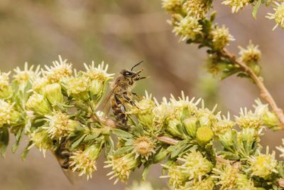 Close-up of bee on flower