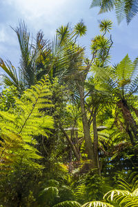 Low angle view of palm trees against sky