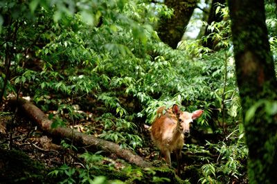 Animal in forest