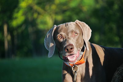 Close-up of weimaraner looking away at public park