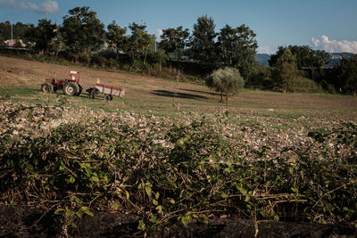 Scenic view of agricultural field against sky