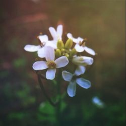 Close-up of white flowers blooming outdoors