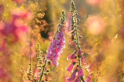 Close-up of pink flowering plants on field