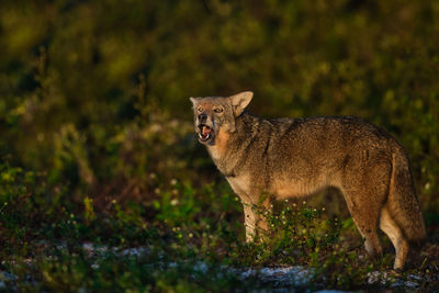 Portrait of coyote on field