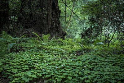 Plants and trees in forest