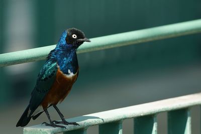 Close-up of superb starling perching on railing