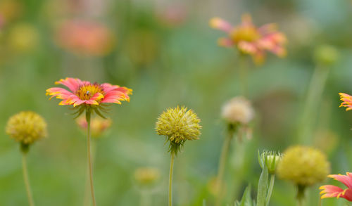 Close-up of flowering plants growing on field